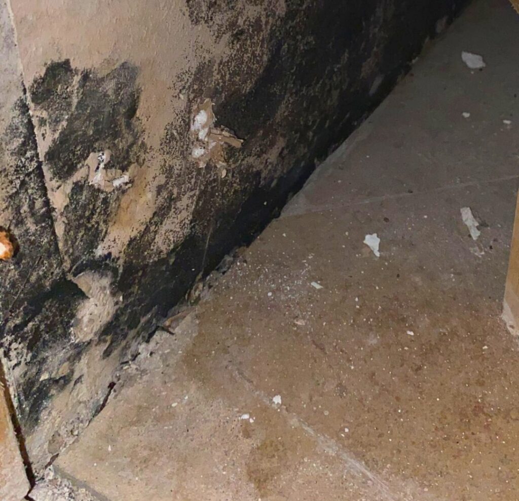 mold growth in Tallahassee Florida home requiring mold remediation and removal services