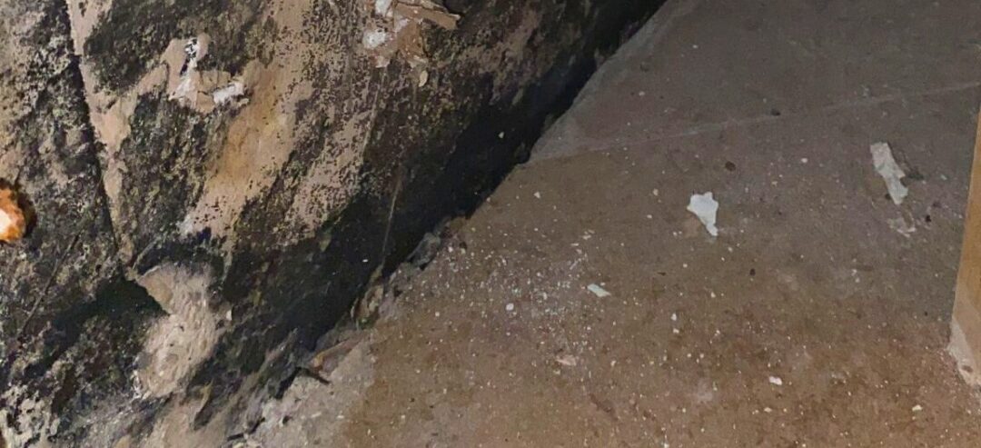mold growth in Tallahassee Florida home requiring mold remediation and removal services