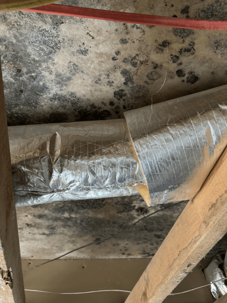 What are the common signs of mold in Tallahassee, FL?