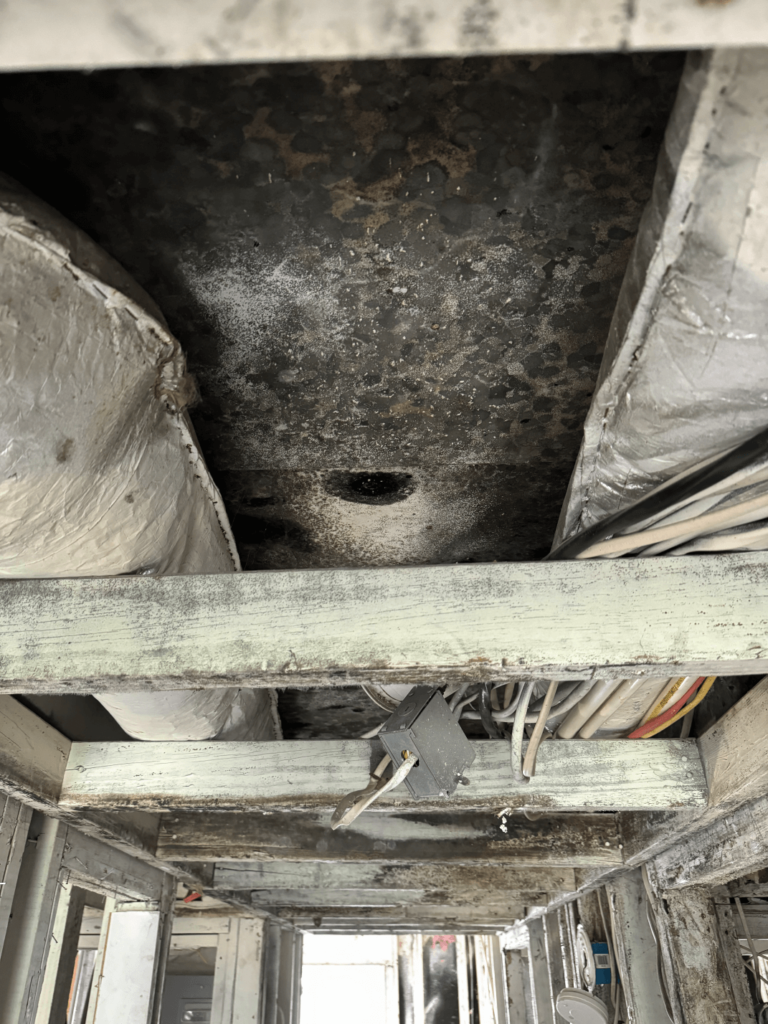 When is mold remediation required in Tallahassee, FL?