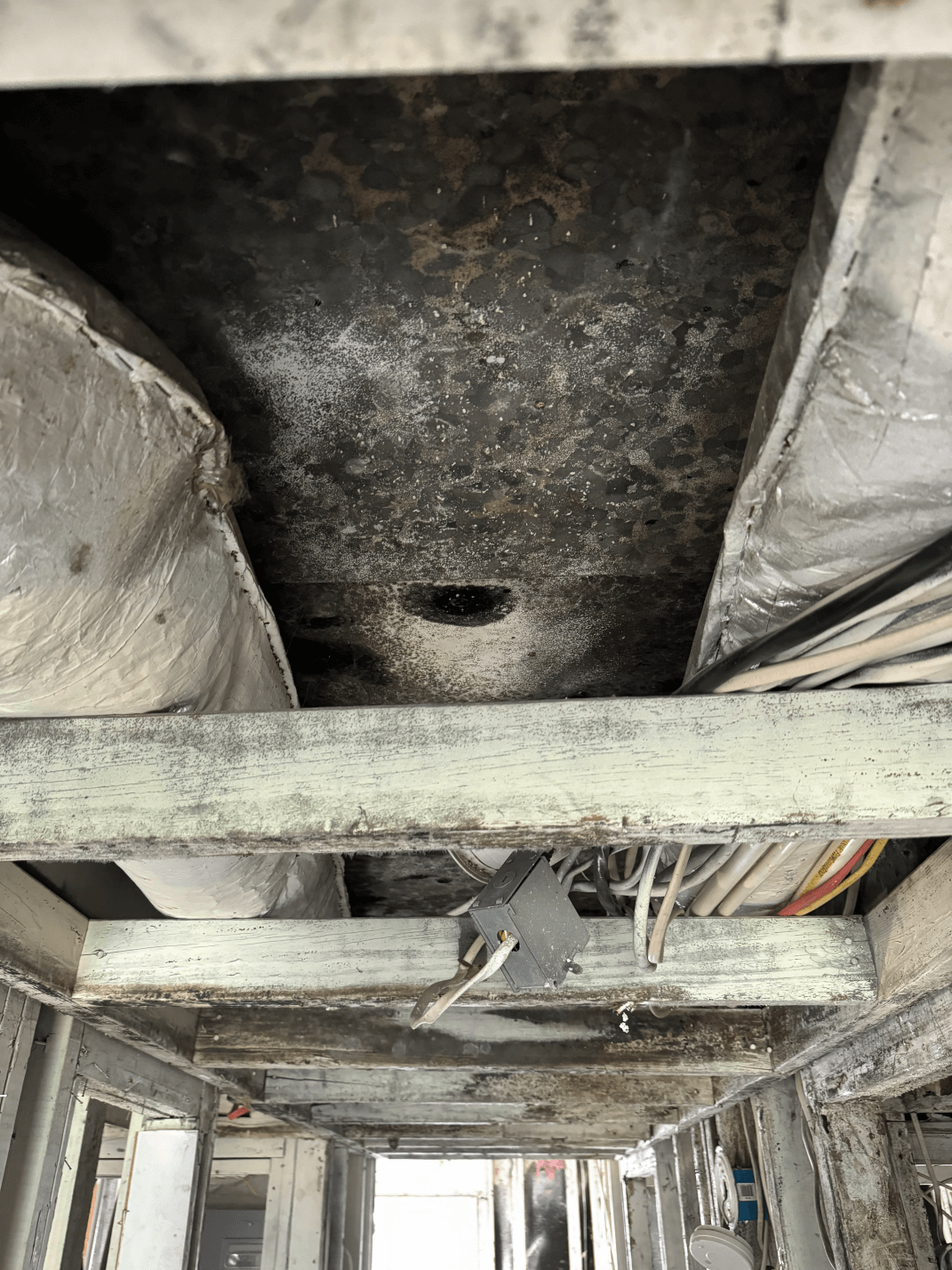 When is mold remediation required in Tallahassee, FL?