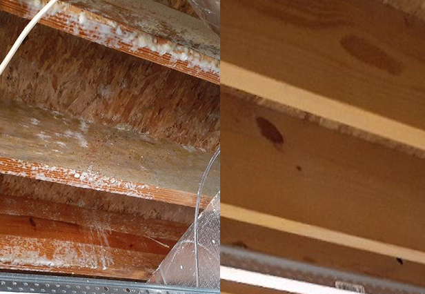 Does Mold Remediation Work In Tallahassee FL Before and After