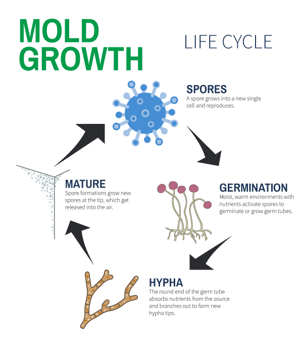 The Mold Growth Life Cycle